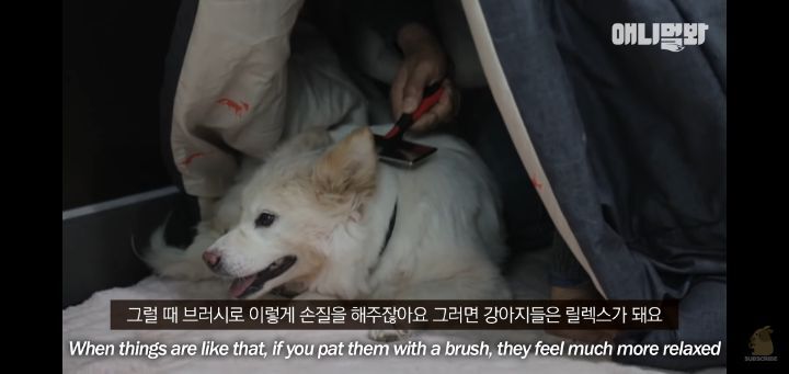 죽을것같은 우울증에 걸린 강아지 | 인스티즈
