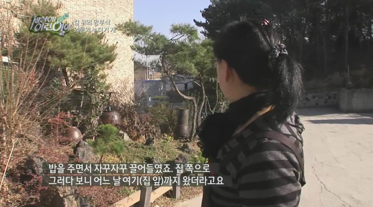 [세상에이런일이] 도로위에 망부석이 되서 주인을 기다리는 강아지.jpg | 인스티즈