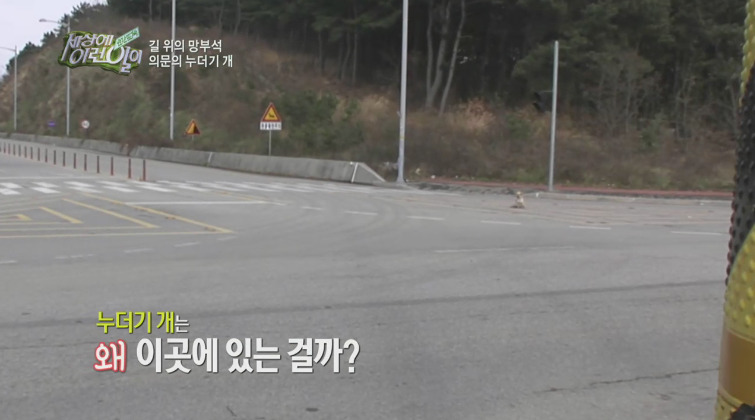 [세상에이런일이] 도로위에 망부석이 되서 주인을 기다리는 강아지.jpg | 인스티즈