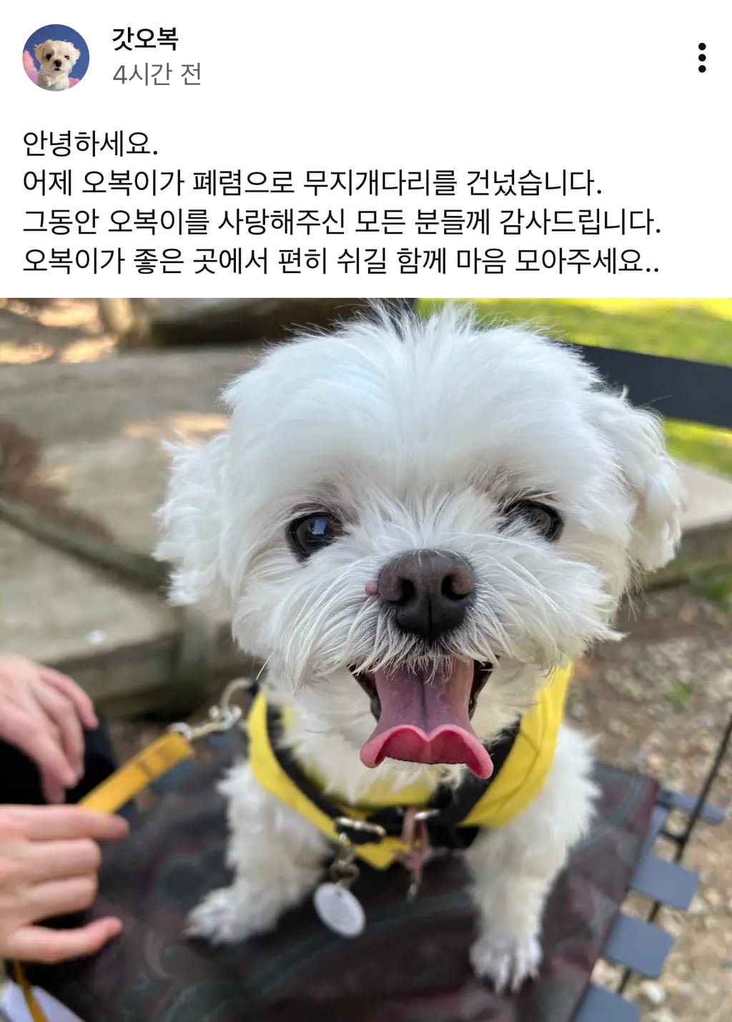 갑작스럽게 무지개다리 건넌 강아지 오복이.jpg | 인스티즈