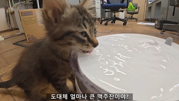 아기 고양이 냥줍했는데 반응 난리난 일본 유튜버.jpg | 인스티즈