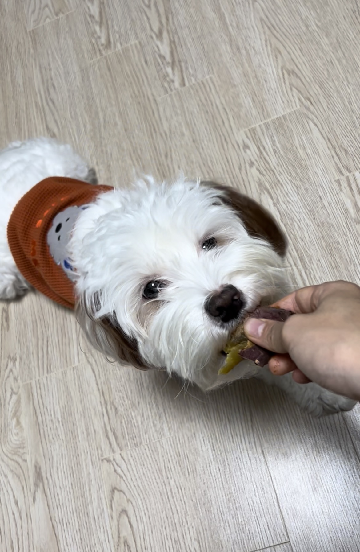 유기견 남매 데려왔는데 너무 귀여워ㅠㅠ 근데 너무 커버렸어;; | 인스티즈