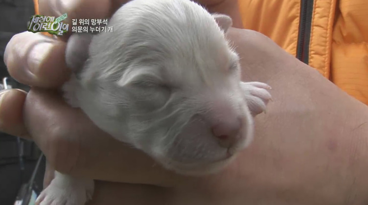 [세상에이런일이] 도로위에 망부석이 되서 주인을 기다리는 강아지.jpg | 인스티즈