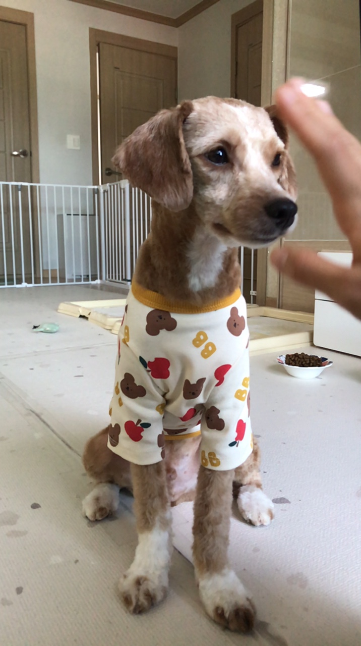 유기견 남매 데려왔는데 너무 귀여워ㅠㅠ 근데 너무 커버렸어;; | 인스티즈