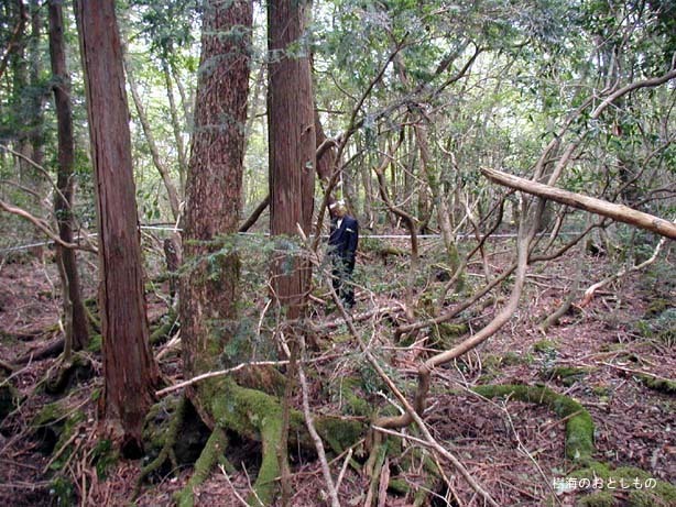 일본의 죽음의 숲 (일본 내 자살1위) 아오키가하라 사진. (시체 , 심약자, 비위약한사람들 보면안됨) | 인스티즈