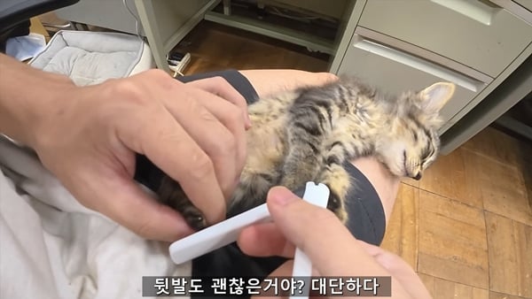 아기 고양이 냥줍했는데 반응 난리난 일본 유튜버.jpg | 인스티즈