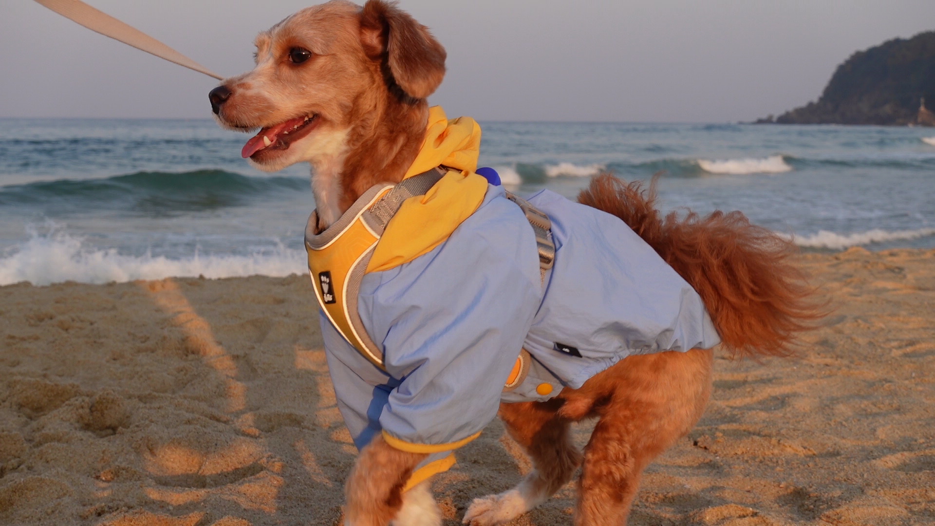 유기견 남매 데려왔는데 너무 귀여워ㅠㅠ 근데 너무 커버렸어;; | 인스티즈