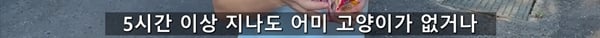 아기 고양이 냥줍했는데 반응 난리난 일본 유튜버.jpg | 인스티즈