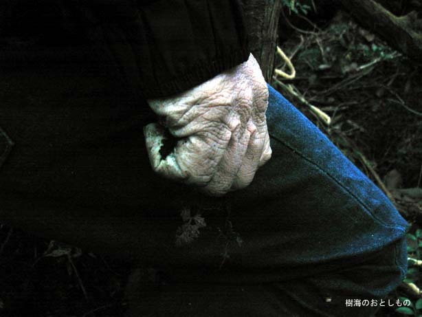 일본의 죽음의 숲 (일본 내 자살1위) 아오키가하라 사진. (시체 , 심약자, 비위약한사람들 보면안됨) | 인스티즈