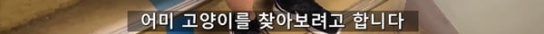 아기 고양이 냥줍했는데 반응 난리난 일본 유튜버.jpg | 인스티즈