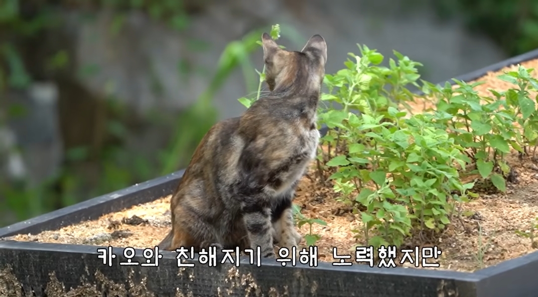 5년만에 haha ha에게 마음을 연 카오 | 인스티즈