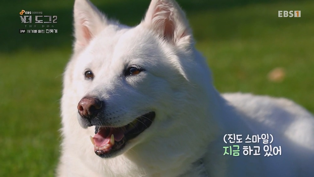 미국 입양가서 확대 당했다는 진돗개 | 인스티즈