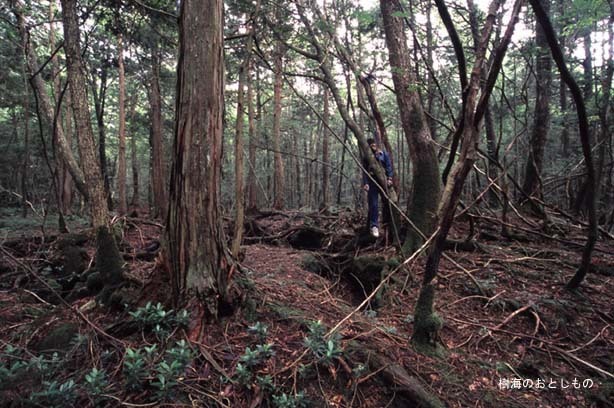 일본의 죽음의 숲 (일본 내 자살1위) 아오키가하라 사진. (시체 , 심약자, 비위약한사람들 보면안됨) | 인스티즈