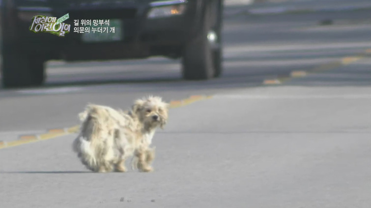 [세상에이런일이] 도로위에 망부석이 되서 주인을 기다리는 강아지.jpg | 인스티즈