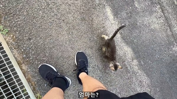 아기 고양이 냥줍했는데 반응 난리난 일본 유튜버.jpg | 인스티즈