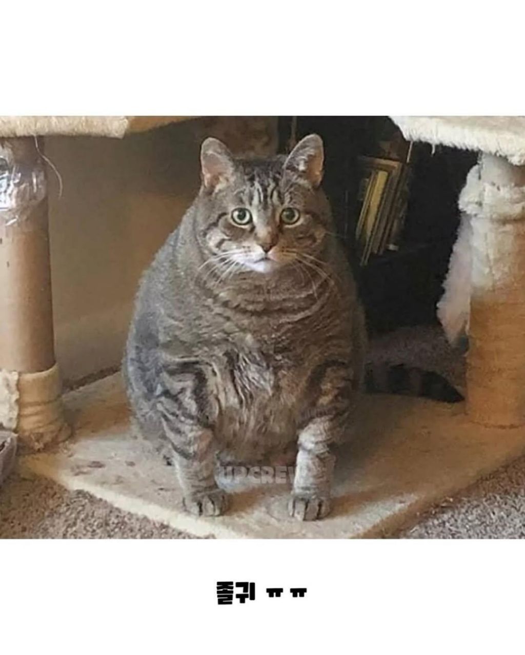 경상도에서 고양이 부르는 말 | 인스티즈