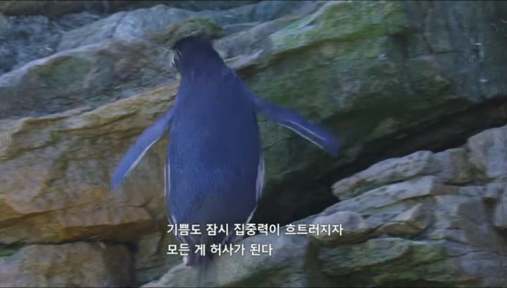 거친파도와 절벽을 뚫고 직진하는 바위뛰기펭귄.gif | 인스티즈