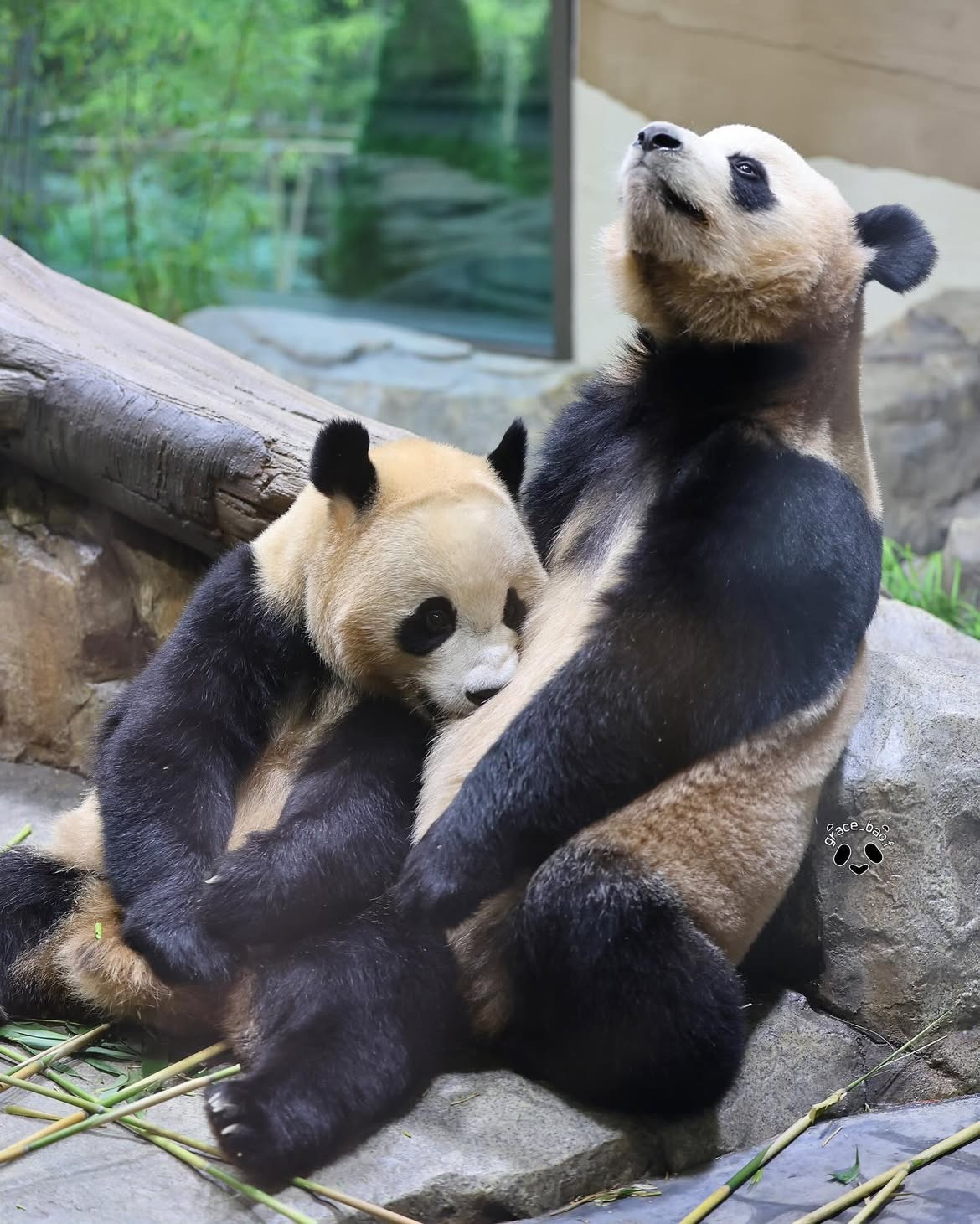 언니한테서 또 쭈쭈 찾는 후이바오🐼 | 인스티즈