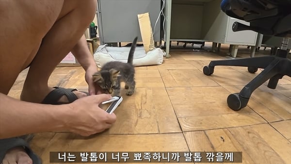 아기 고양이 냥줍했는데 반응 난리난 일본 유튜버.jpg | 인스티즈