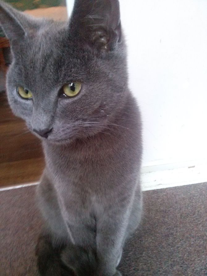 사람들이 많이 헷갈려하는 고양이 두종 | 인스티즈