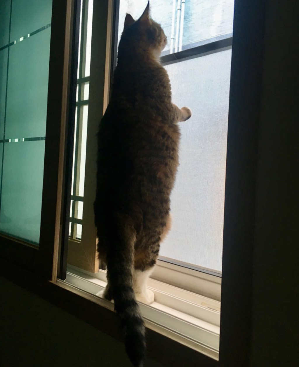 유튜버 햄튜브의 고양이 '구름이' | 인스티즈