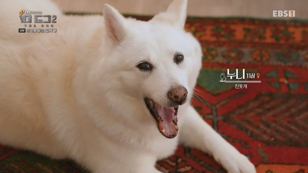 미국 입양가서 확대 당했다는 진돗개 | 인스티즈