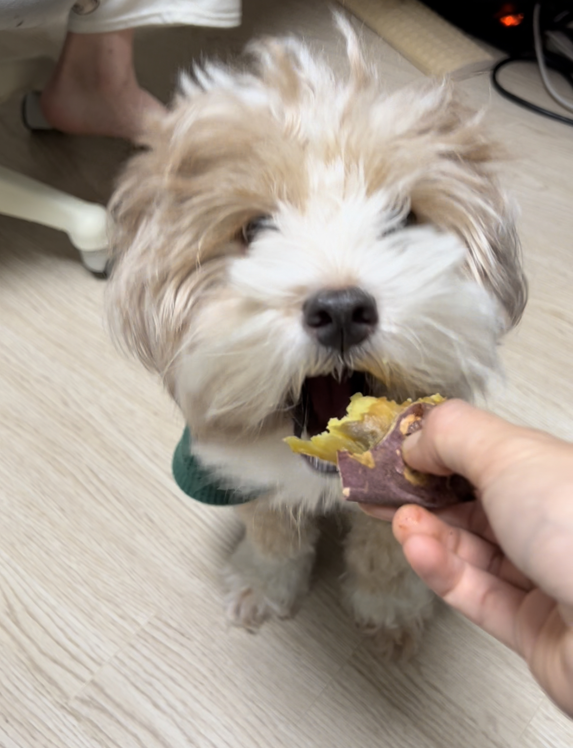 유기견 남매 데려왔는데 너무 귀여워ㅠㅠ 근데 너무 커버렸어;; | 인스티즈