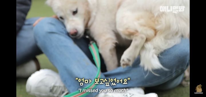 죽을것같은 우울증에 걸린 강아지 | 인스티즈