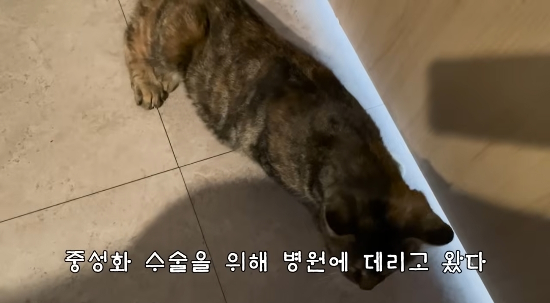 5년만에 haha ha에게 마음을 연 카오 | 인스티즈