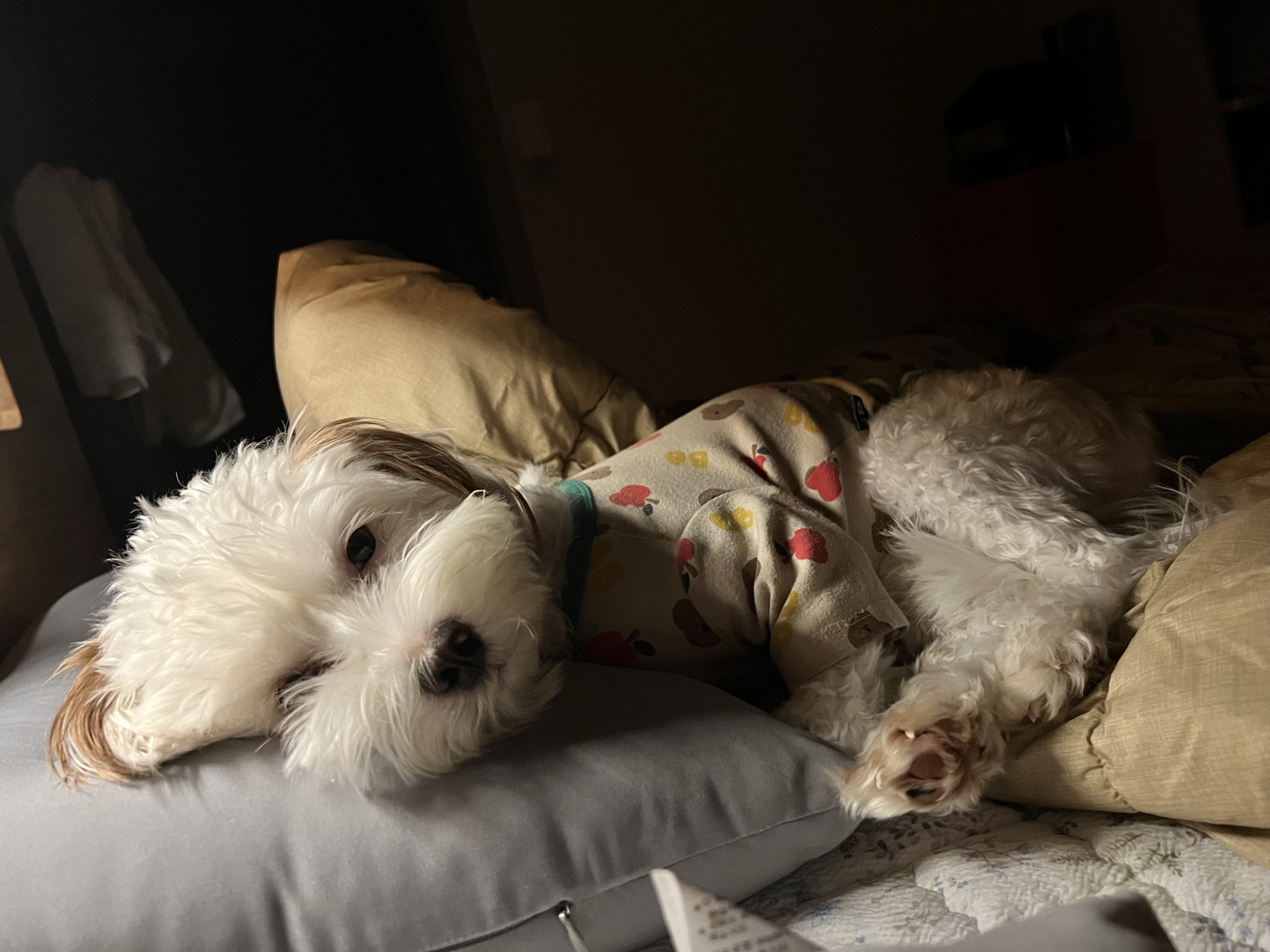 유기견 남매 데려왔는데 너무 귀여워ㅠㅠ 근데 너무 커버렸어;; | 인스티즈