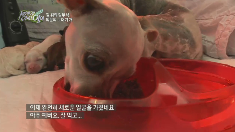 [세상에이런일이] 도로위에 망부석이 되서 주인을 기다리는 강아지.jpg | 인스티즈