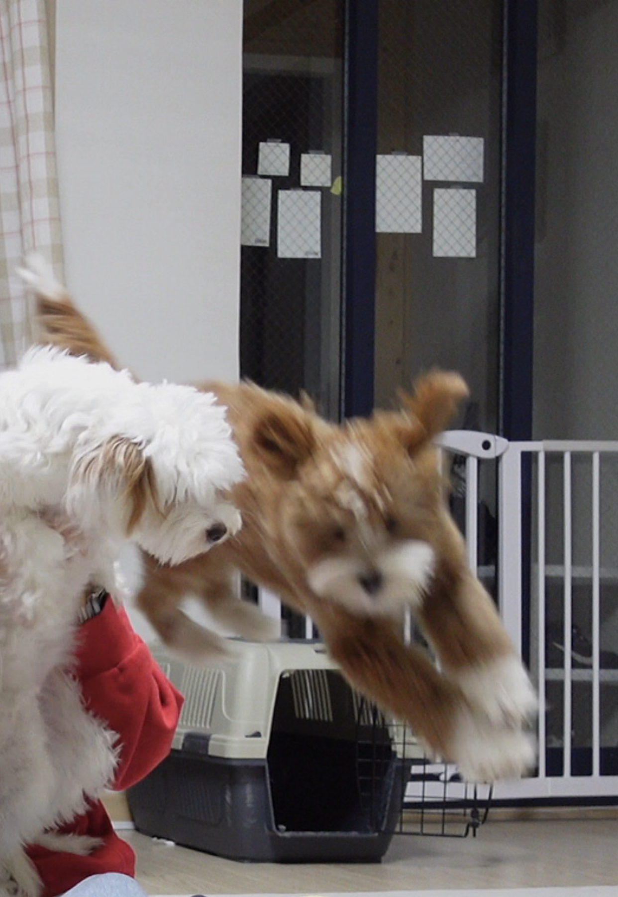 유기견 남매 데려왔는데 너무 귀여워ㅠㅠ 근데 너무 커버렸어;; | 인스티즈