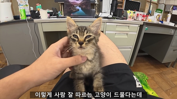 아기 고양이 냥줍했는데 반응 난리난 일본 유튜버.jpg | 인스티즈