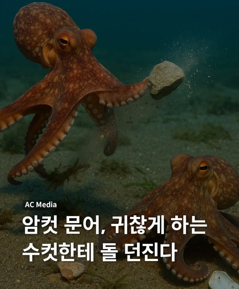 문어 다 똑같이 생겻는데 암문어가 볼땐 빻문어 잘문어가 잇다는게 정말 웃김 | 인스티즈