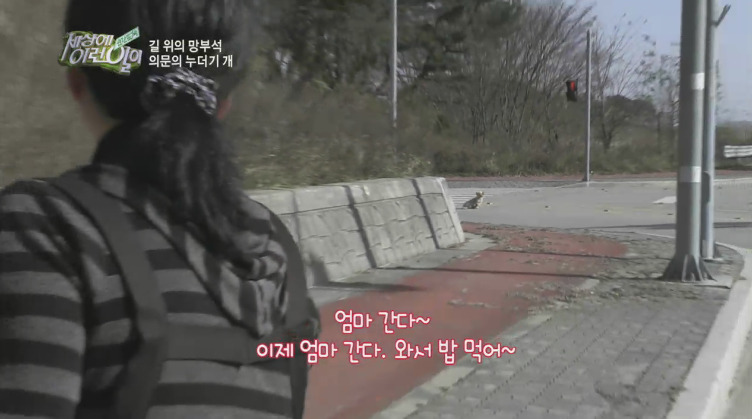 [세상에이런일이] 도로위에 망부석이 되서 주인을 기다리는 강아지.jpg | 인스티즈