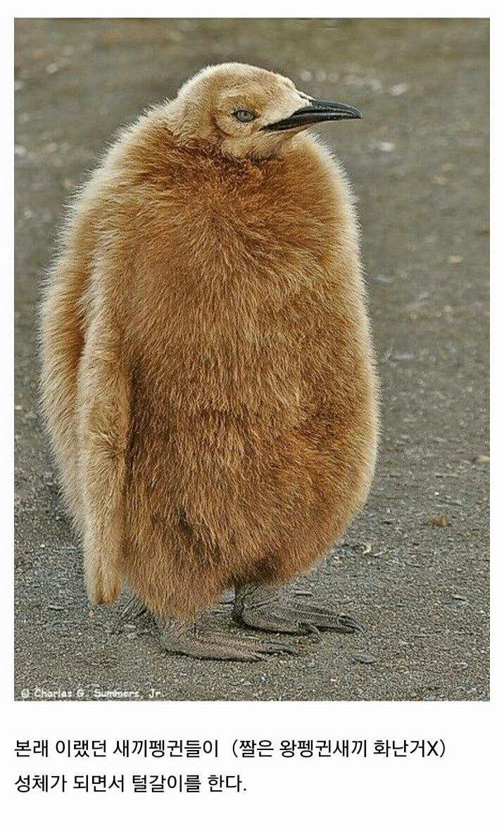 펭귄들이 가장 패셔너블해진다는 털갈이 시기 | 인스티즈