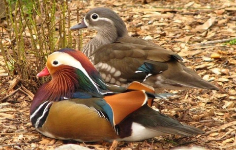 미국 원앙보고 너무 충격받아서 더 비교해보는 미국 원앙 vs 우리나라 원앙 | 인스티즈