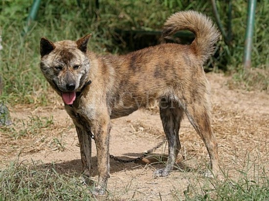 진돗개의 종류(백구,황구,흑구,재구,호구,네눈박이) | 인스티즈