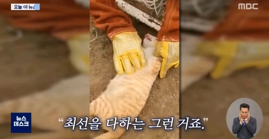 "힘내"...고양이 살린 세손가락 심폐소생술 | 인스티즈