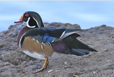 미국 원앙보고 너무 충격받아서 더 비교해보는 미국 원앙 vs 우리나라 원앙 | 인스티즈