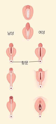 '클리토리스' 크기 = '페니스' 크기 (클리 갖고 있으면 꼭 읽어주라!) | 인스티즈