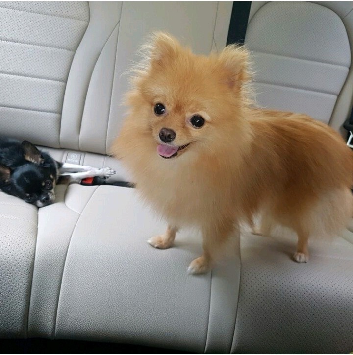 화장품 실험실에서 학대받던 강아지 데려와 키우는 랩퍼.jpg | 인스티즈