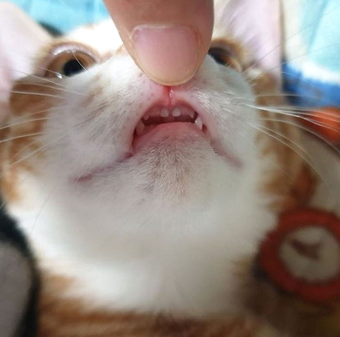 고양이 신체 중 가장 하찮은 부위 | 인스티즈
