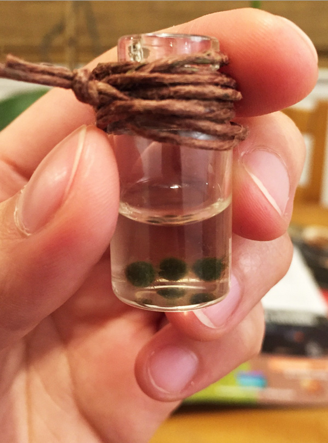 요즘 핫하다는 마리모, 잘 키우는 10가지 방법 | 인스티즈