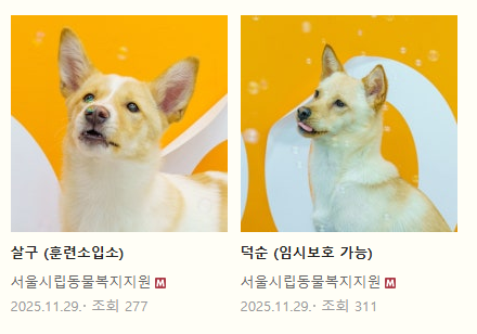 강아지 입양하고 가! 구경도 괜찮아! | 인스티즈