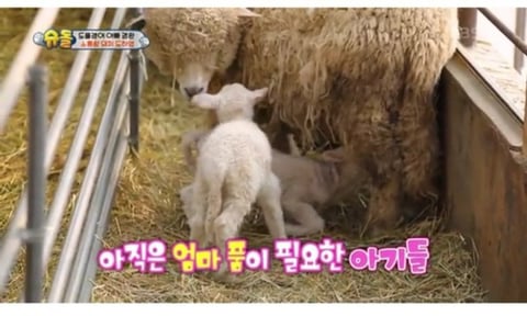 오픈런 입장 전 알고가면 좋을 샤넬백 가죽 종류 | 인스티즈