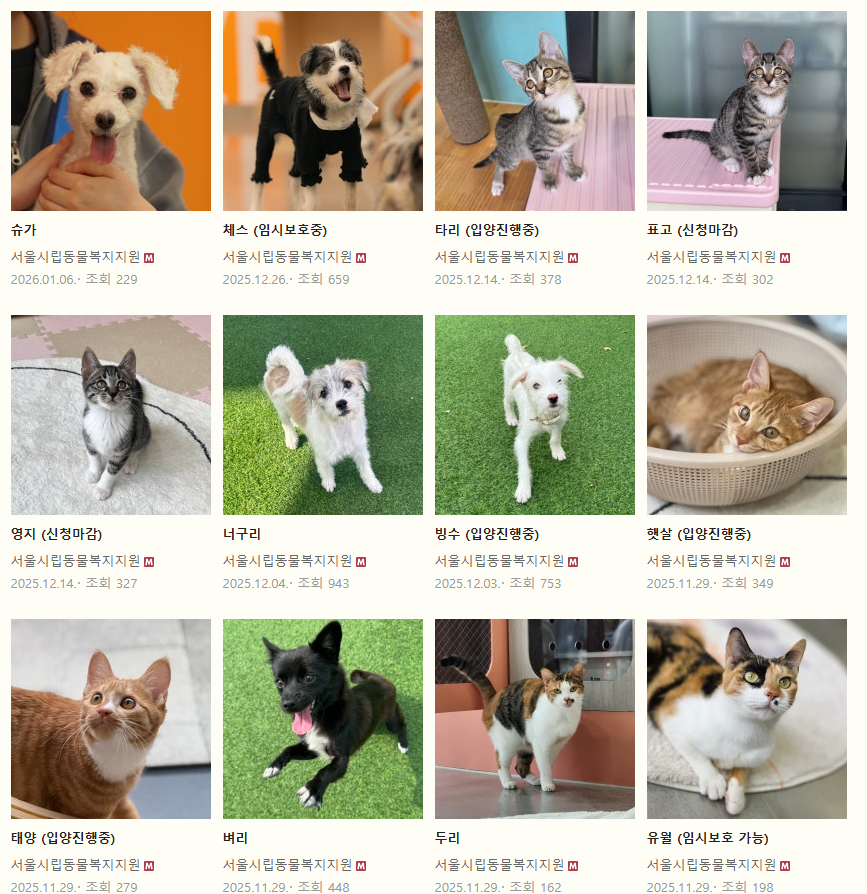 강아지 입양하고 가! 구경도 괜찮아! | 인스티즈