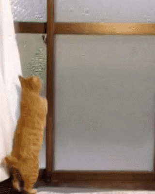 고양이 지능 수준 | 인스티즈