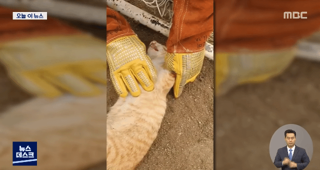 "힘내"...고양이 살린 세손가락 심폐소생술 | 인스티즈