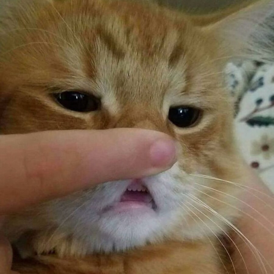 고양이 신체 중 가장 하찮은 부위 | 인스티즈